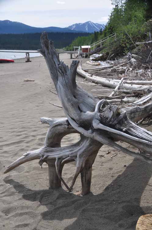 driftwood